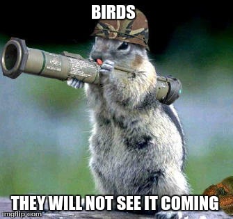 Bazooka Squirrel | BIRDS THEY WILL NOT SEE IT COMING | image tagged in memes,bazooka squirrel | made w/ Imgflip meme maker