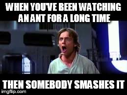   | WHEN YOU'VE BEEN WATCHING AN ANT FOR A LONG TIME THEN SOMEBODY SMASHES IT | image tagged in luke skywalker,star wars,star wars no,ant | made w/ Imgflip meme maker