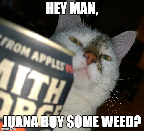 HEY MAN, JUANA BUY SOME WEED? | image tagged in lolcats | made w/ Imgflip meme maker