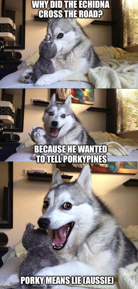Bad Pun Dog | WHY DID THE ECHIDNA CROSS THE ROAD? BECAUSE HE WANTED TO TELL PORKYPINES PORKY MEANS LIE (AUSSIE) | image tagged in memes,bad pun dog | made w/ Imgflip meme maker