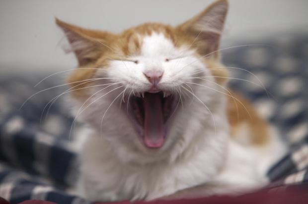 http://www.ct.gov/dph/lib/dph/hems/tobacco/images/cat_yawning.jp Blank Meme Template