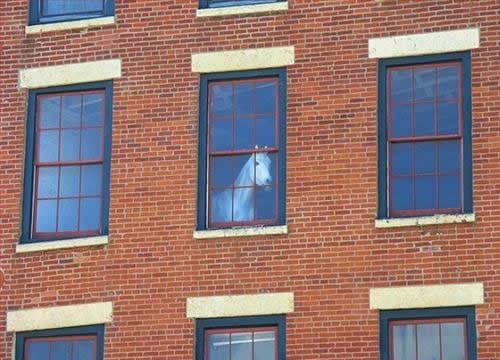 Horse on Window Blank Meme Template