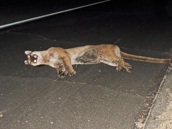 Road kill Cougar Blank Meme Template