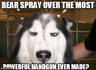 Skeptical Dog | BEAR SPRAY OVER THE MOST POWERFUL HANDGUN EVER MADE? | image tagged in skeptical dog | made w/ Imgflip meme maker