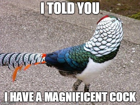 I TOLD YOU I HAVE A MAGNIFICENT COCK | image tagged in pheasant colorful | made w/ Imgflip meme maker