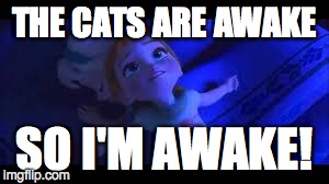 THE CATS ARE AWAKE SO I'M AWAKE! | image tagged in awake | made w/ Imgflip meme maker