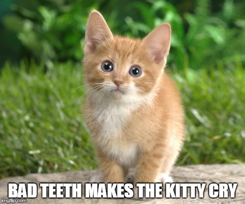 BAD TEETH MAKES THE KITTY CRY | made w/ Imgflip meme maker