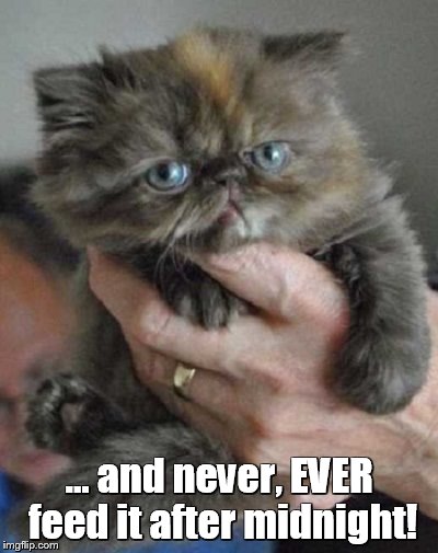 funny cat | ... and never, EVER feed it after midnight! | image tagged in funny | made w/ Imgflip meme maker