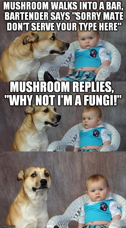 Dad Joke Dog Meme | MUSHROOM WALKS INTO A BAR, BARTENDER SAYS "SORRY MATE DON'T SERVE YOUR TYPE HERE" MUSHROOM REPLIES, "WHY NOT I'M A FUNGI!" | image tagged in memes,dad joke dog | made w/ Imgflip meme maker