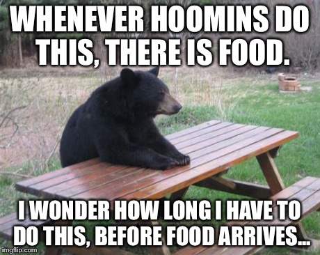 Optimistic Bear.  | WHENEVER HOOMINS DO THIS, THERE IS FOOD. I WONDER HOW LONG I HAVE TO DO THIS, BEFORE FOOD ARRIVES... | image tagged in memes,bad luck bear,funny,food,babes | made w/ Imgflip meme maker