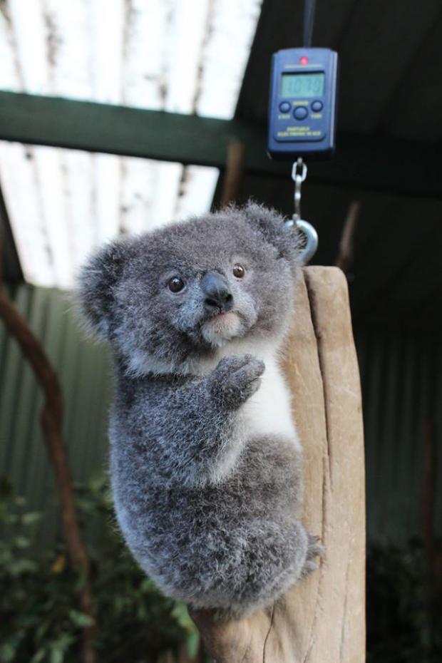 Baby Koala italian gesture Blank Meme Template