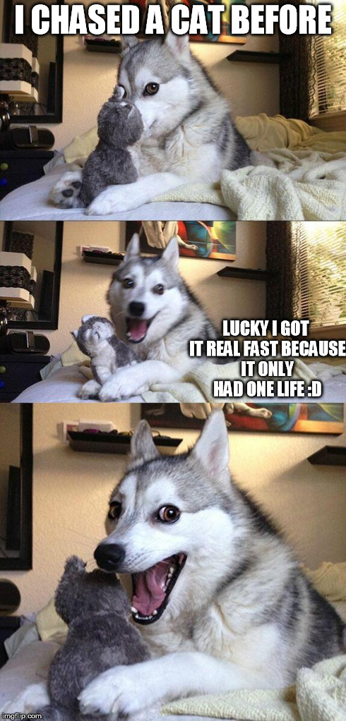Bad Pun Dog | I CHASED A CAT BEFORE LUCKY I GOT IT REAL FAST BECAUSE IT ONLY HAD ONE LIFE :D | image tagged in memes,bad pun dog | made w/ Imgflip meme maker