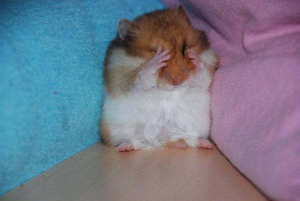 High Quality crying hamster Blank Meme Template