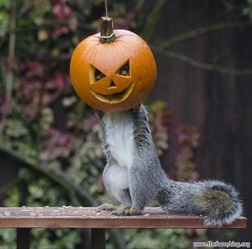 Pumpkin Squirrel Blank Meme Template