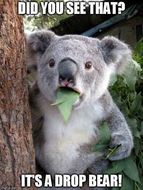 Drop bears? | DID YOU SEE THAT? IT'S A DROP BEAR! | image tagged in memes,surprised koala,drop bear | made w/ Imgflip meme maker