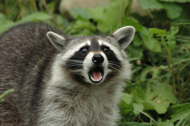 High Quality Surpised raccoon Blank Meme Template
