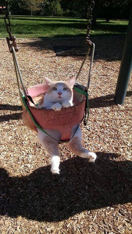 High Quality cat on a swing Blank Meme Template