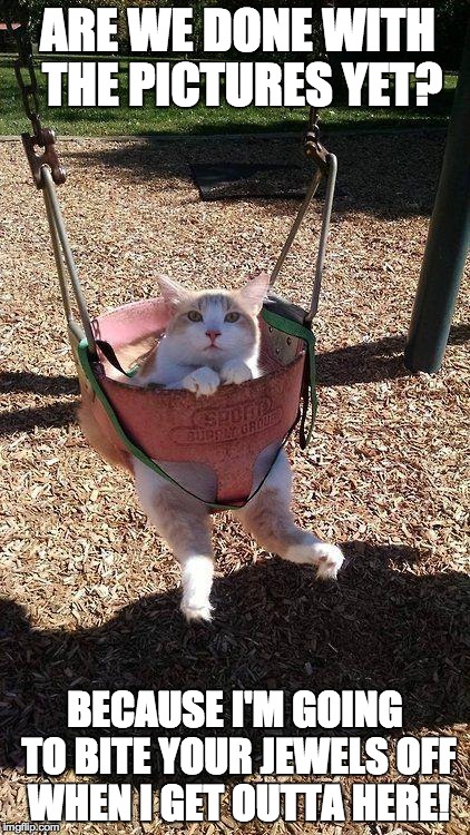 cat on a swing | ARE WE DONE WITH THE PICTURES YET? BECAUSE I'M GOING TO BITE YOUR JEWELS OFF WHEN I GET OUTTA HERE! | image tagged in cat on a swing | made w/ Imgflip meme maker