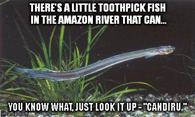 THERE'S A LITTLE TOOTHPICK FISH IN THE AMAZON RIVER THAT CAN... YOU KNOW WHAT, JUST LOOK IT UP - "CANDIRU." | made w/ Imgflip meme maker