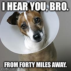 Supportive Dog. | I HEAR YOU, BRO. FROM FORTY MILES AWAY. | image tagged in dog,funny,memes,puppies,cute | made w/ Imgflip meme maker