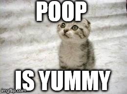 Sad Cat | POOP IS YUMMY | image tagged in memes,sad cat | made w/ Imgflip meme maker