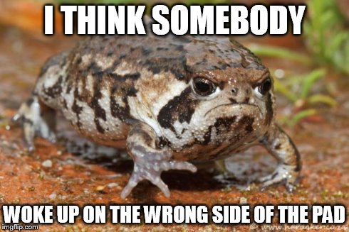 Grumpy Toad | I THINK SOMEBODY WOKE UP ON THE WRONG SIDE OF THE PAD | image tagged in memes,grumpy toad | made w/ Imgflip meme maker