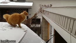 Fail Cat | image tagged in gifs,funny,cats | made w/ Imgflip video-to-gif maker