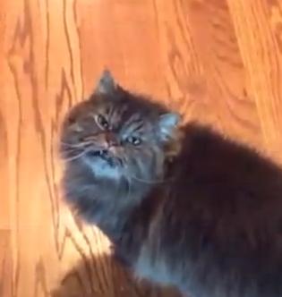 Yaas Blank Meme Template