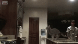 Cat Failure | image tagged in gifs,funny,cats | made w/ Imgflip video-to-gif maker