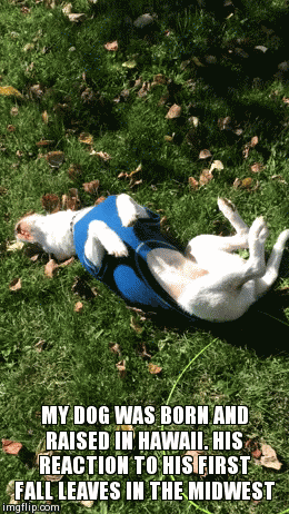 First fall leaves ever | image tagged in gifs,dogs,hawaii | made w/ Imgflip video-to-gif maker