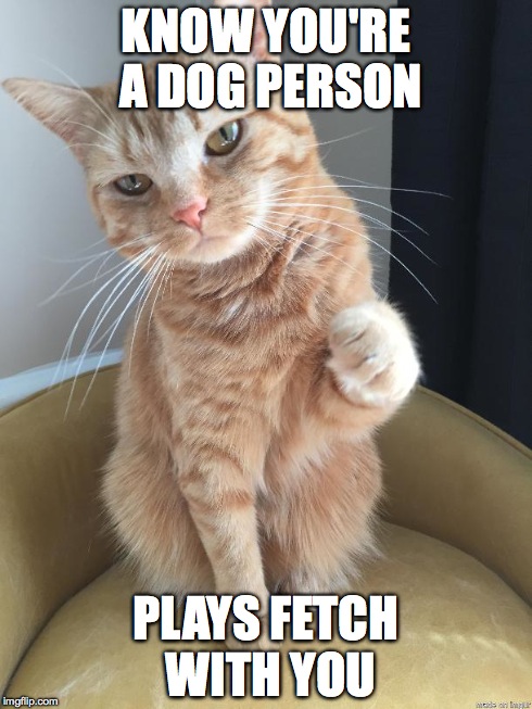 KNOW YOU'RE A DOG PERSON PLAYS FETCH WITH YOU | image tagged in bro cat | made w/ Imgflip meme maker
