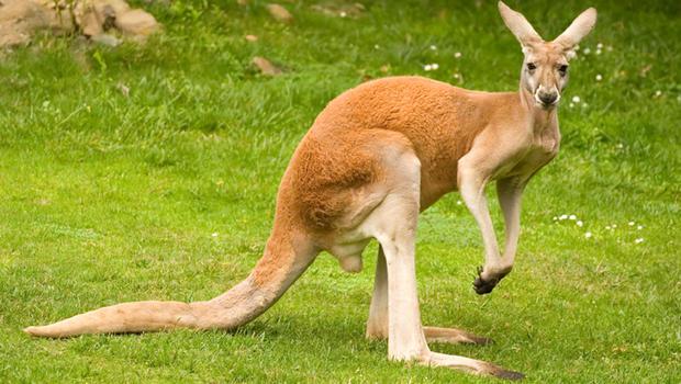 kangaroo Blank Meme Template