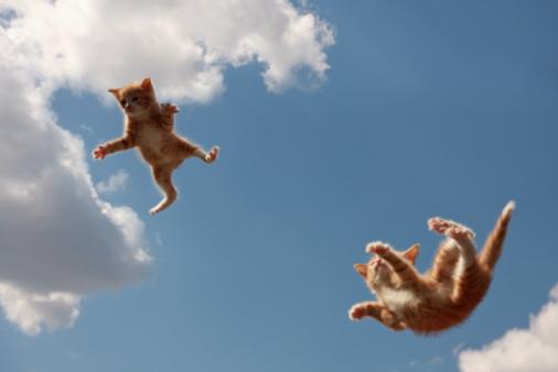 High Quality Flying kitties Blank Meme Template