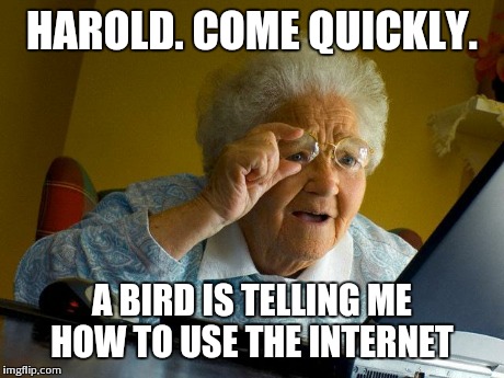 Grandma Finds The Internet Meme | HAROLD. COME QUICKLY. A BIRD IS TELLING ME HOW TO USE THE INTERNET | image tagged in memes,grandma finds the internet | made w/ Imgflip meme maker