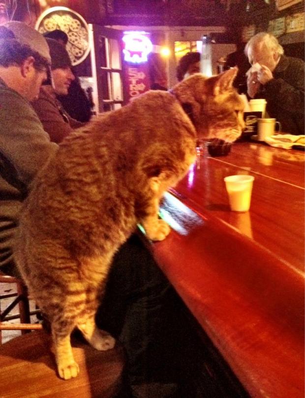 cat bar drinking Blank Meme Template