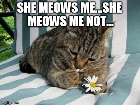 Heartache Cat | SHE MEOWS ME...SHE MEOWS ME NOT... | image tagged in cat with flower | made w/ Imgflip meme maker
