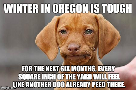 Dissapointed puppy | WINTER IN OREGON IS TOUGH FOR THE NEXT SIX MONTHS, EVERY SQUARE INCH OF THE YARD WILL FEEL LIKE ANOTHER DOG ALREADY PEED THERE. | image tagged in dissapointed puppy | made w/ Imgflip meme maker
