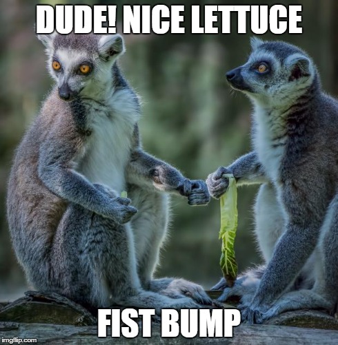 DUDE! NICE LETTUCE FIST BUMP | image tagged in fist bump | made w/ Imgflip meme maker