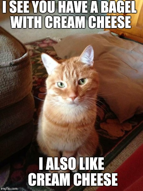 Sam's cat smirk | I SEE YOU HAVE A BAGEL WITH CREAM CHEESE I ALSO LIKE CREAM CHEESE | image tagged in sam's cat smirk | made w/ Imgflip meme maker