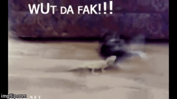 Epic moves. | image tagged in gifs,funny,animals,cats | made w/ Imgflip video-to-gif maker