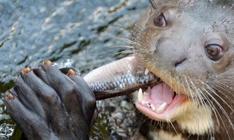 otterly irrelevant Blank Meme Template