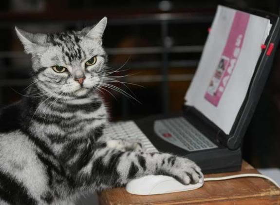 Cat Using Computer Blank Meme Template