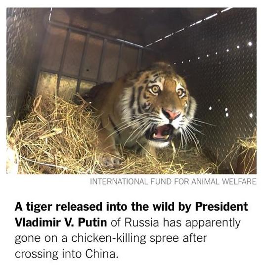 Putin Scared Tiger Blank Meme Template