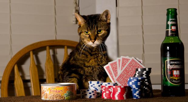 Poker Cat Blank Meme Template