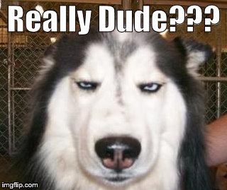 Really Dude??? | image tagged in memes,husky,reactions | made w/ Imgflip meme maker