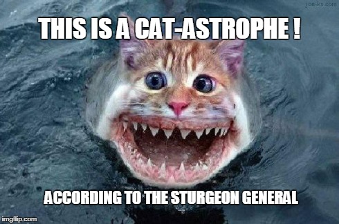 Catfish | THIS IS A CAT-ASTROPHE ! ACCORDING TO THE STURGEON GENERAL | image tagged in catfish | made w/ Imgflip meme maker