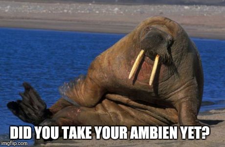 Sexy walrus | DID YOU TAKE YOUR AMBIEN YET? | image tagged in sexy walrus | made w/ Imgflip meme maker