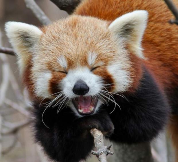 Red Panda Blank Meme Template