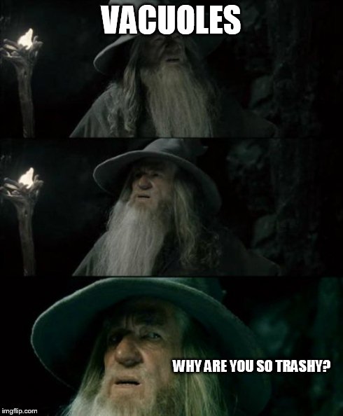 Confused Gandalf | VACUOLES WHY ARE YOU SO TRASHY? | image tagged in memes,confused gandalf | made w/ Imgflip meme maker