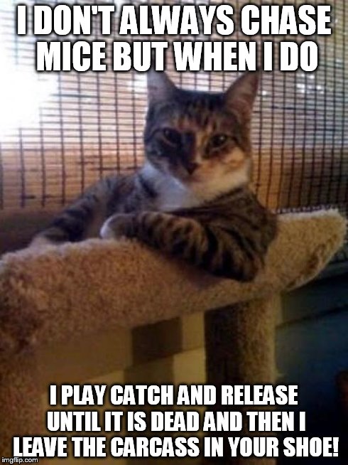 The Most Interesting Cat In The World Meme | I DON'T ALWAYS CHASE MICE BUT WHEN I DO I PLAY CATCH AND RELEASE UNTIL IT IS DEAD AND THEN I LEAVE THE CARCASS IN YOUR SHOE! | image tagged in memes,the most interesting cat in the world | made w/ Imgflip meme maker